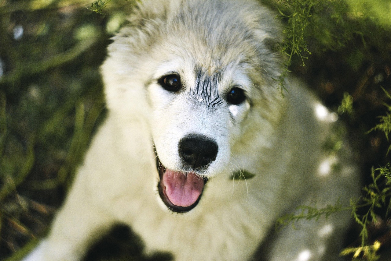 VIO脱毛におけるIPLの効果とは？